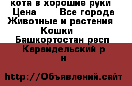 кота в хорошие руки › Цена ­ 0 - Все города Животные и растения » Кошки   . Башкортостан респ.,Караидельский р-н